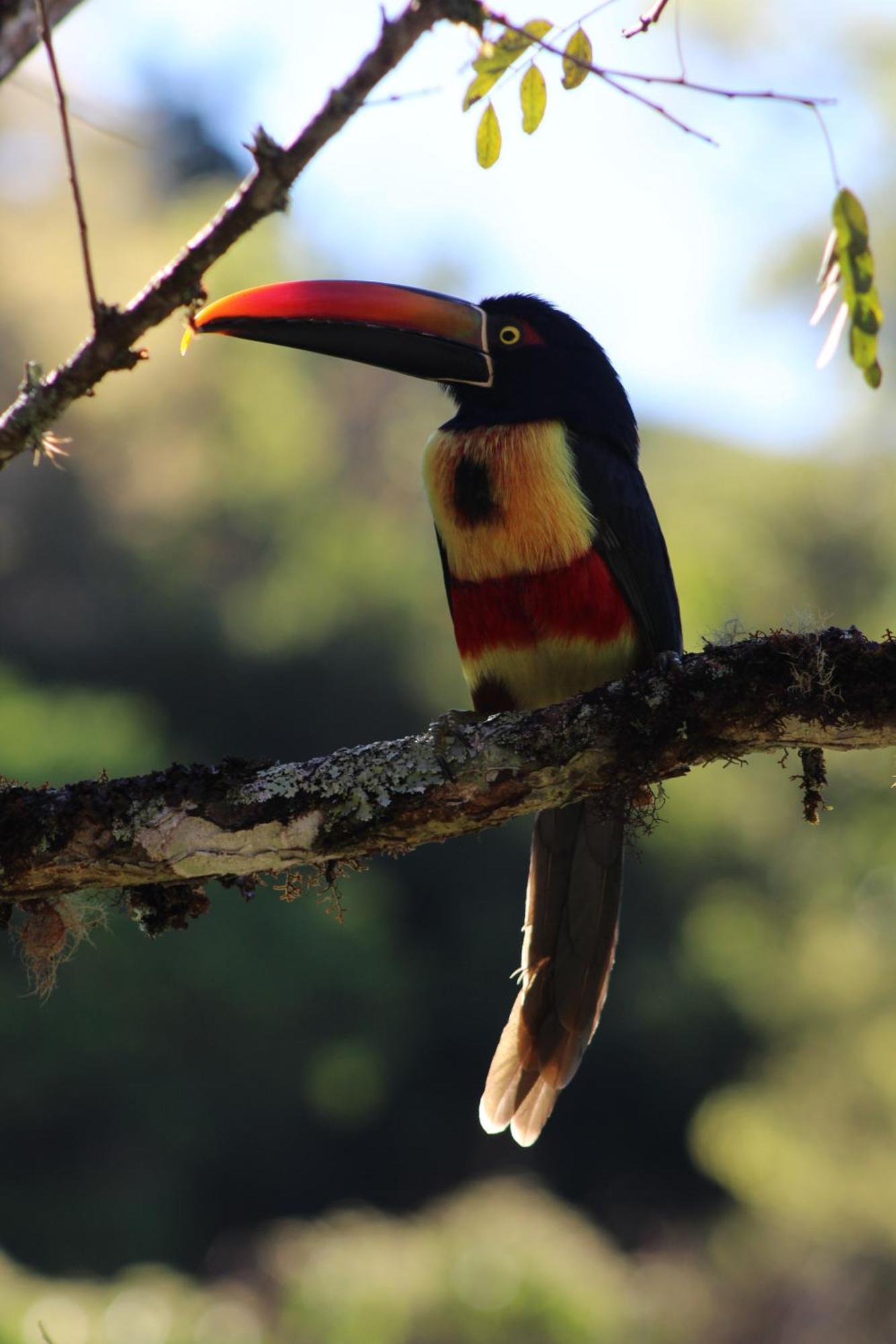 Talamanca Nature Reserve Rivas ภายนอก รูปภาพ