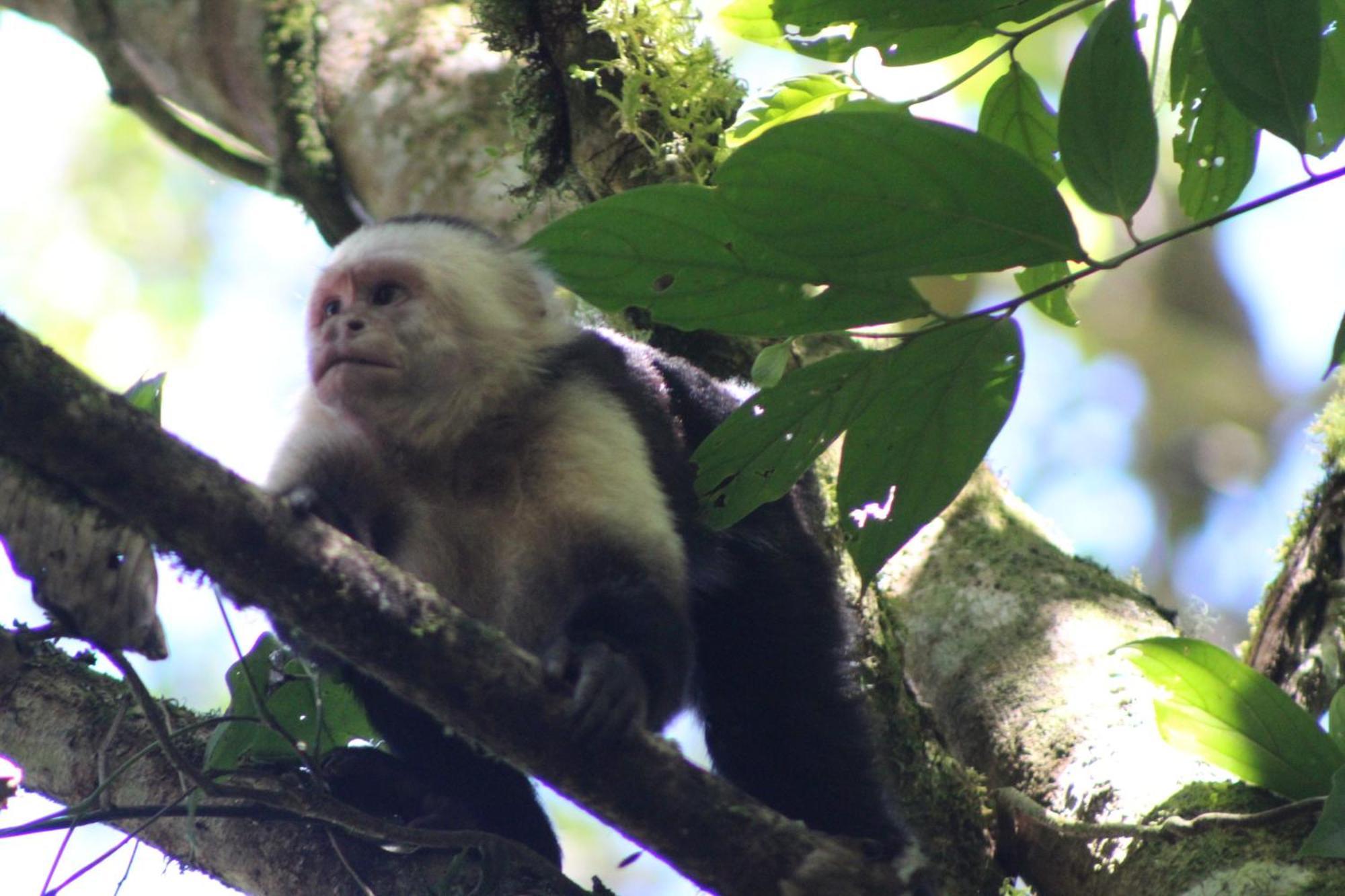 Talamanca Nature Reserve Rivas ภายนอก รูปภาพ