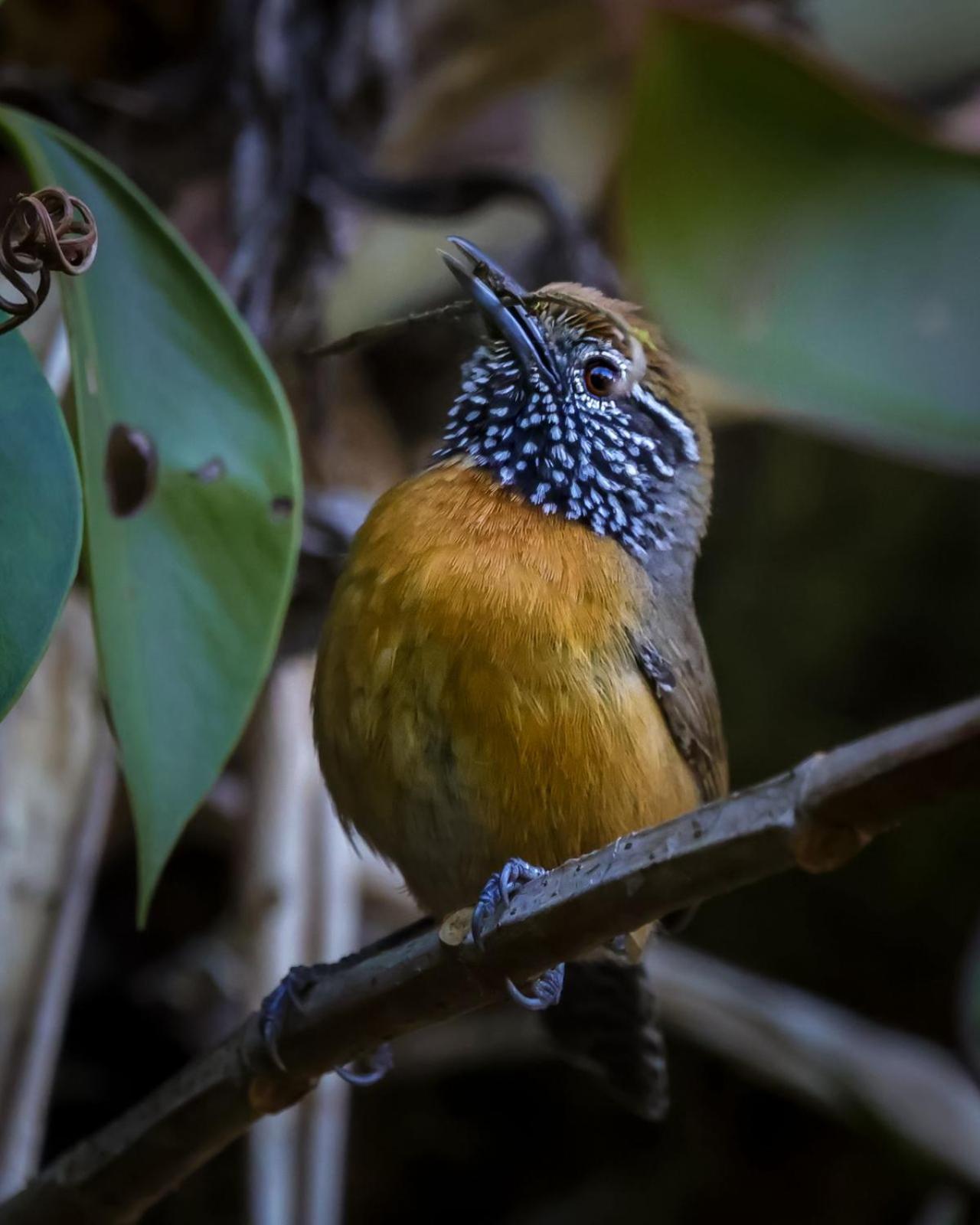 Talamanca Nature Reserve Rivas ภายนอก รูปภาพ