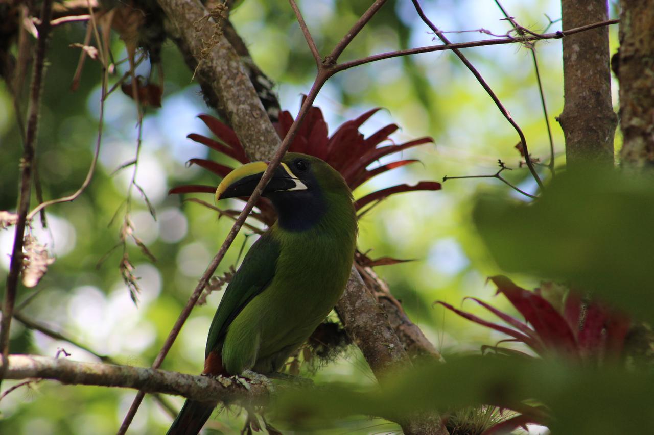 Talamanca Nature Reserve Rivas ภายนอก รูปภาพ