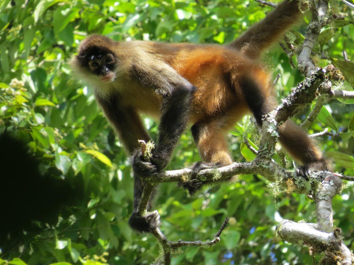 Talamanca Nature Reserve Rivas ภายนอก รูปภาพ