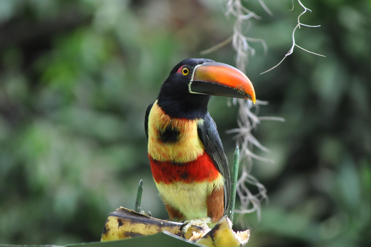 Talamanca Nature Reserve Rivas ภายนอก รูปภาพ