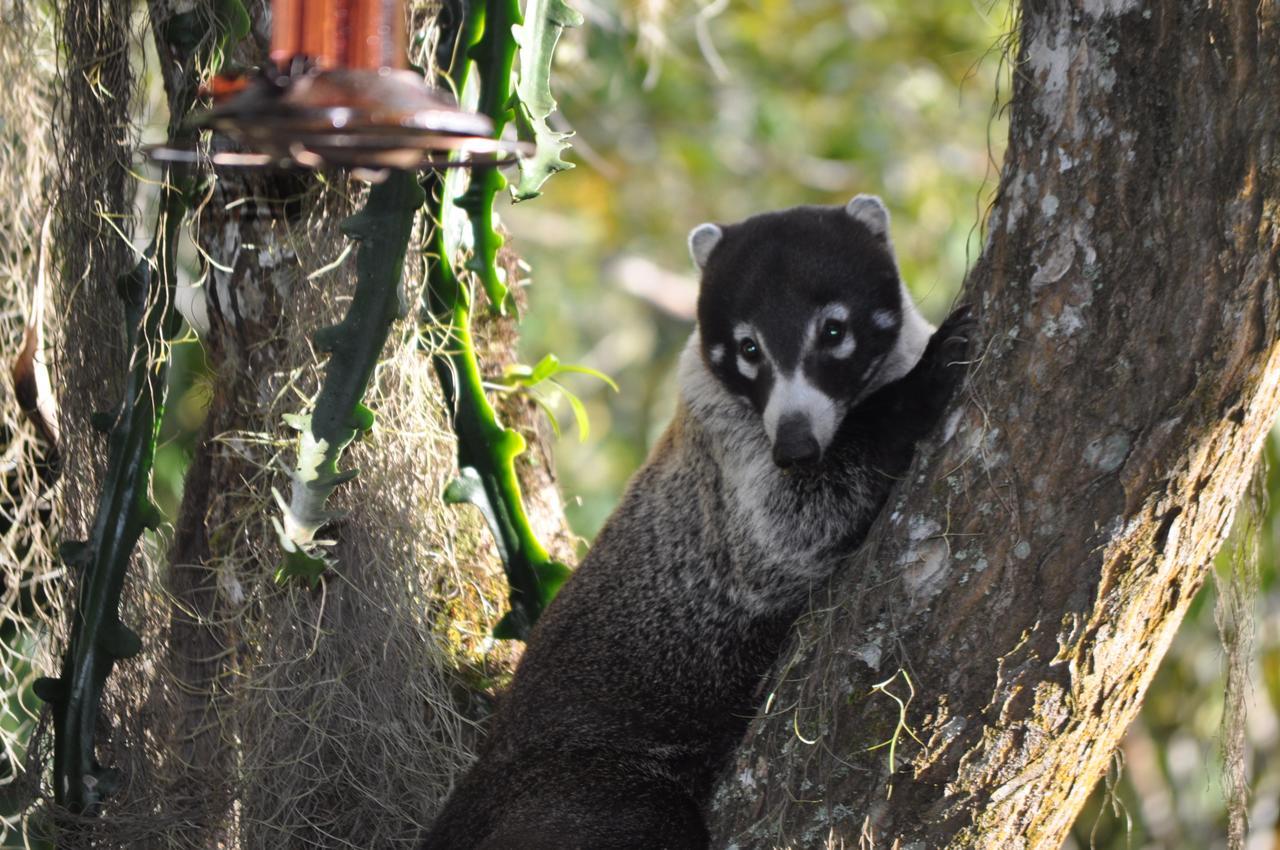 Talamanca Nature Reserve Rivas ภายนอก รูปภาพ